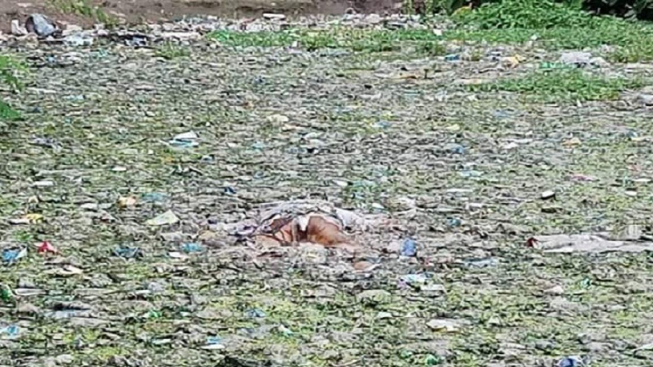 ডেঙ্গু মশা আতঙ্কে  ভোলার চরসামাইয়াতে ডোবা পরিস্কার করতে প্রশাসনের হস্থক্ষেপ কামনা