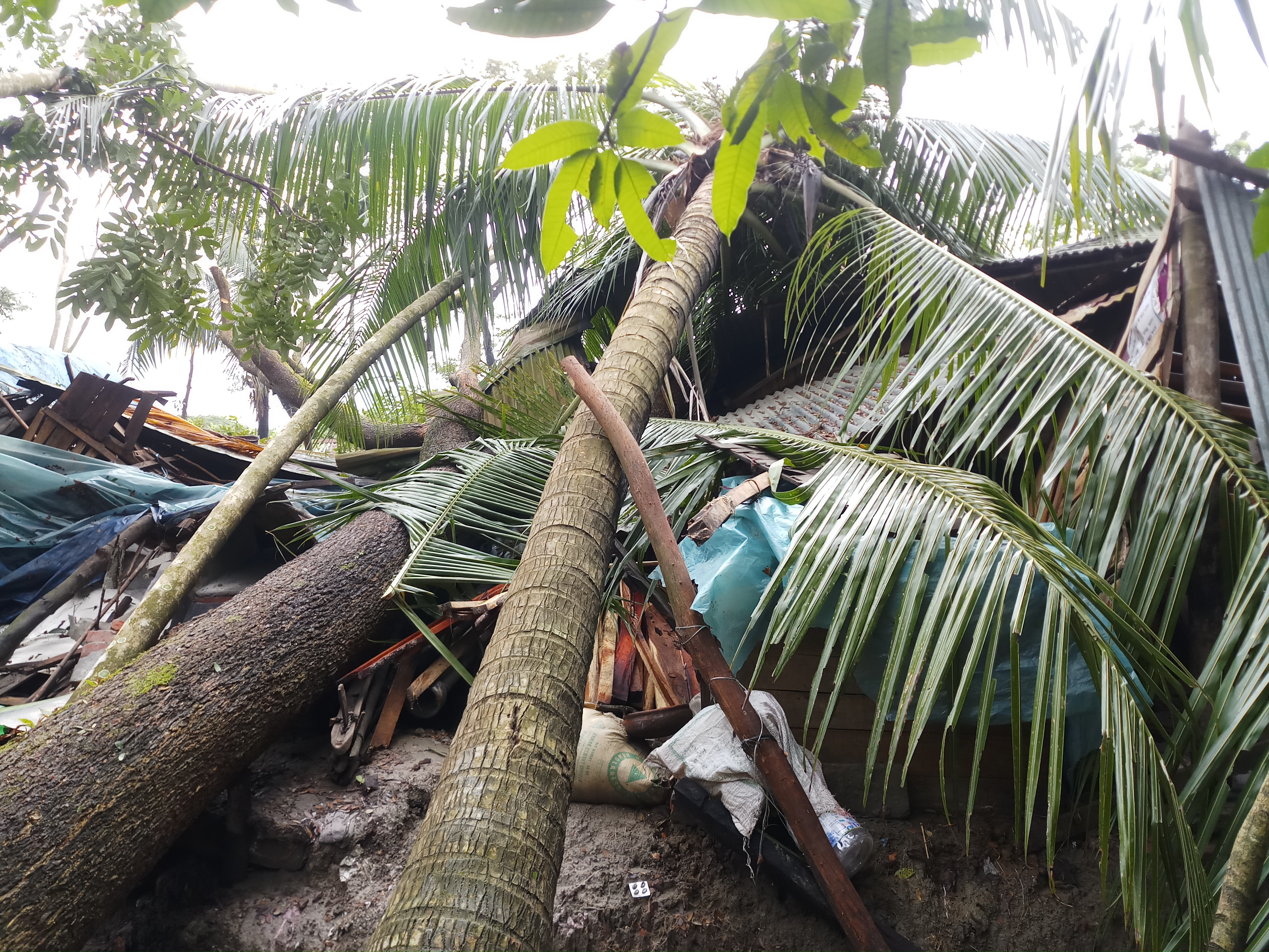 ভোলার পশ্চিম ইলিশায় গাছ মালিকের খামখেয়ালিতে ভেস্তে গেল অসহায় ঘর একটুর জন্য প্রানে বেচে গেলো মাইনদ্দিনের পরিবার।