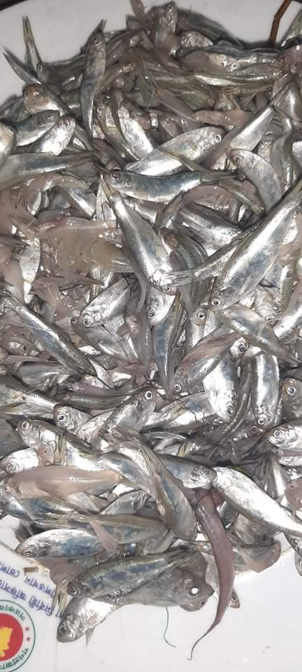 ভোলায় অবাধে মেঘনায় শিকার করা হচ্ছে ইলিশ পনা