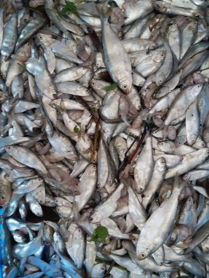 ভোলার দৌলতখানে বিপুল পরিমাণ ইলিশের পনা ও অবৈধ চিংড়ি রেনু আটক