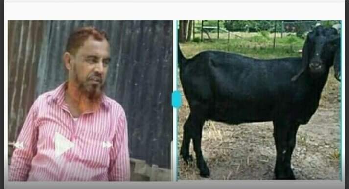 ভোলার রাজাপুরে চোর আটক করে চোরাই ছাগল খেয়ে ফেললেন ইউপি সদস্য