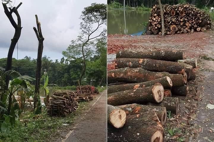 ভোলায় জনগনের গাছের ওপর বনবিভাগের লোলুপদৃষ্টি ॥