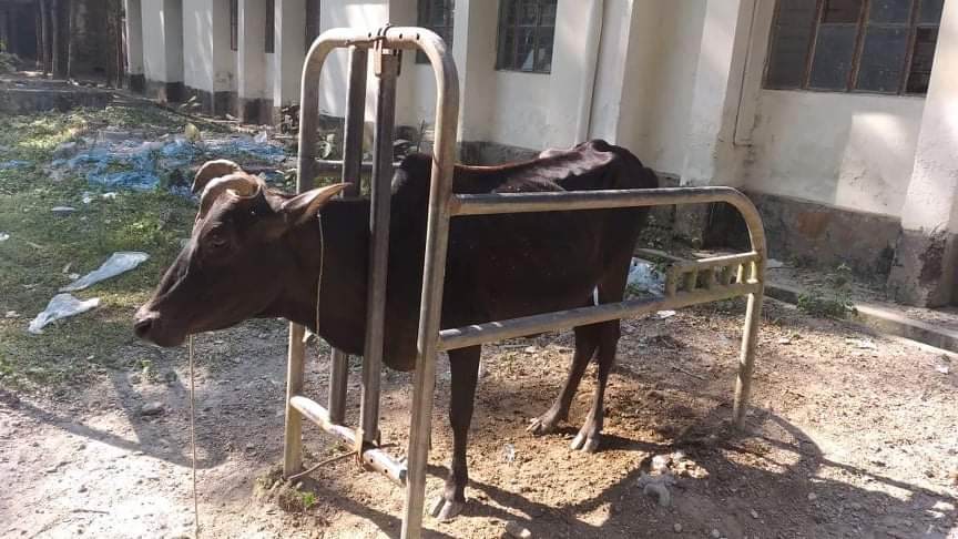 ভোলার তজুমদ্দিনে প্রানী সম্পদ দপ্তরে ৩০ টাকার ভ্যাকসিন ৫০০-১০০০ টাকায় বিক্রি!!