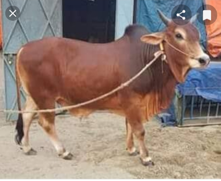 ভোলায় হঠাৎ করে বাড়ছে গরু চুরি,খামারিদের মাঝে আতঙ্ক।।