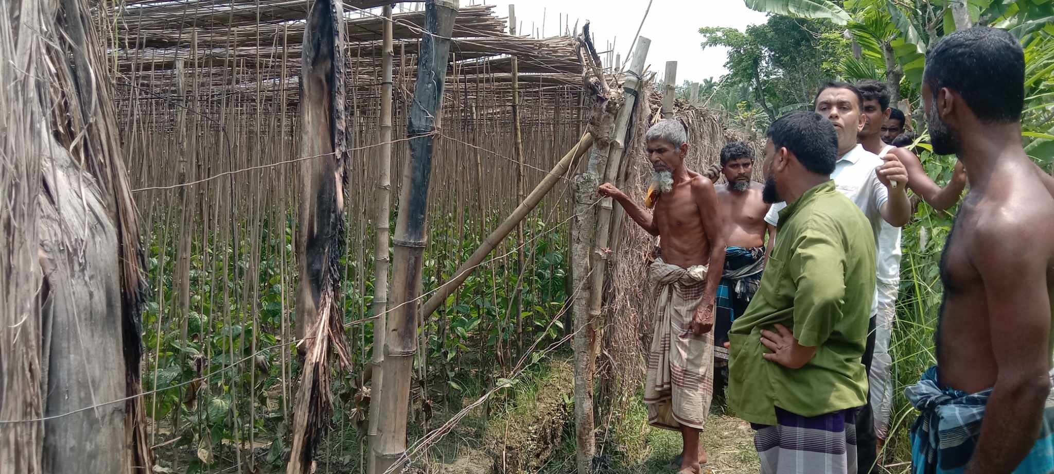 ভোলার ইলিশায় কৃষকের পানের বরজে আগুন দিলো দুর্বৃত্তরা